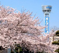 満開のオークラ桜