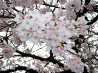 満開のオークラ桜
