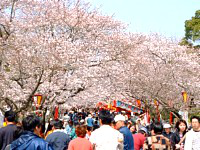 花見客で賑わう加古川の日岡山公園